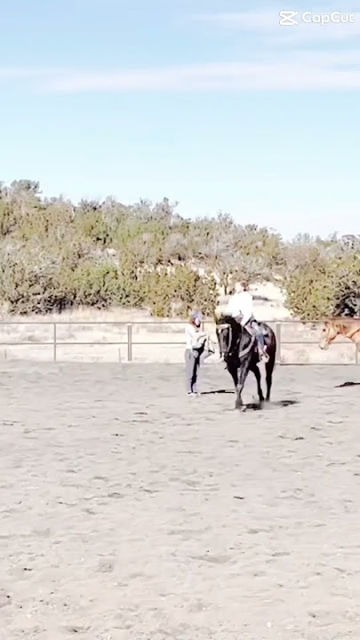 CapCut template #horse #horseriding