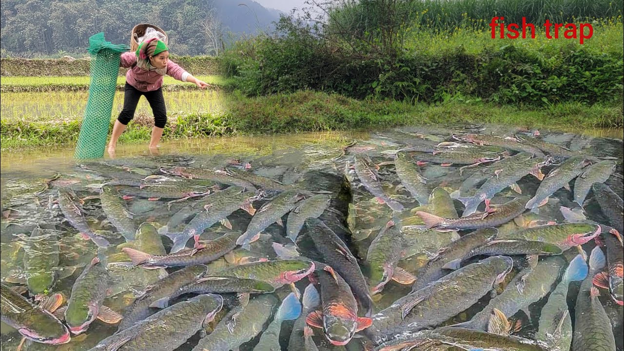 Meet many giant fish together in a puddle of natural water. The girl ...