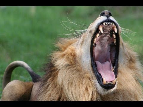 Roar (vocalization) - Wikipedia