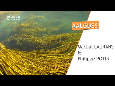 🌊[Martial Laurans & Philippe Potin] Les algues de Bretagne, un enjeu planétaire !