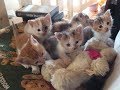 驚愕！生後1か月の5匹の子猫が巣から ぞろぞろでて来た！ 海から来たリン 2度目の子育て 2017年9月の風景　彼岸花とコスモス咲き乱れる秋