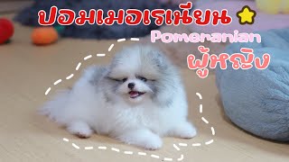 ปอมเมอเรเนียน แท้ ขนฟูๆ #ขายปอม #ปอม #pomeranian #ปอมเมอเรเนียน #pomeranianpage #pomeranianpuppy