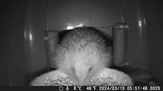 Hedgehogs full face video of her eating inside the feeding station