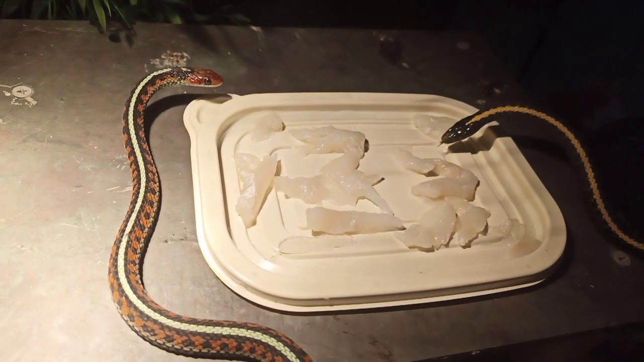Garter snakes eating fish strips YouTube