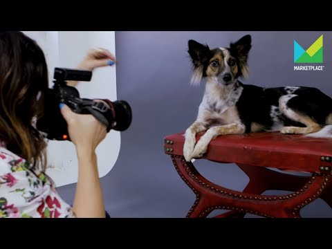 Video: Enorm nieuws voor de Pups in the Picture die internet braken