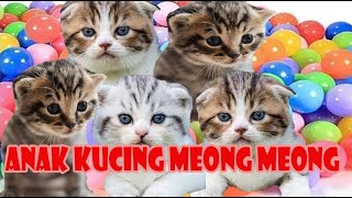 anak kucing meong meong (kucing bermain escavator dan bola warna warni) suara kucing part 9 by si meong meong kucing lucu 6,547 views 1 month ago 4 minutes, 13 seconds