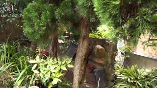 汐見の家の庭の植物