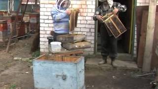 Секреты мастерства нижегородского пчеловода