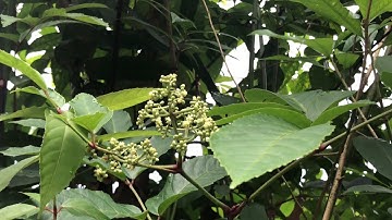 Cây gối hạc đen | cây làm tăm  | Leea indica (Burm.f) Merr chữa trẻ còi xương, chậm lớn, xương khớp