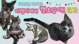 새끼고양이에서 캣초딩이 된 새끼고양이 (쪼꼬성장과정)