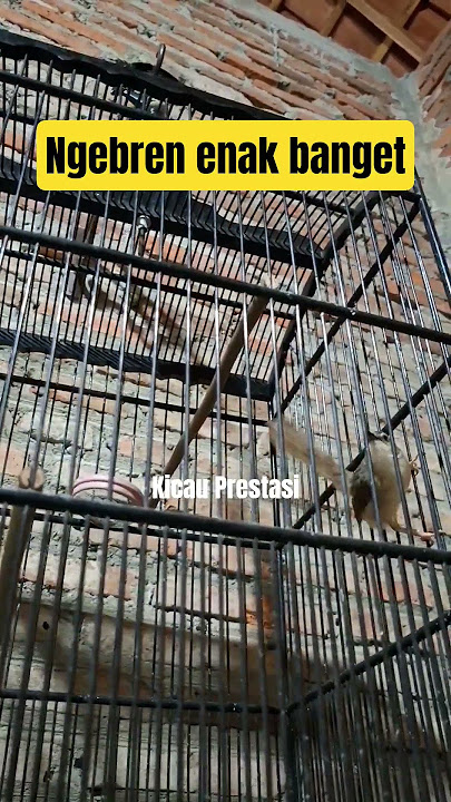 Cigun ngebren panjang mewah