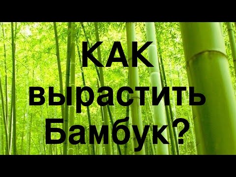 Выращивание зимостойкого бамбука в Украине