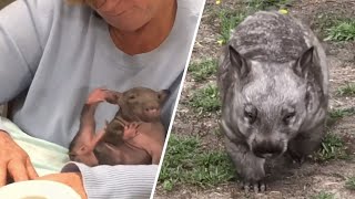 Wombat turns the tables on woman who raised him
