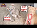 Watch When One Pitbull Wants To Play But Not The Other!