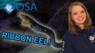 Ribbon Eels Rock! - with Salty Ali