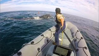 Teaming Up For Entangled Whales