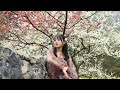Plum Blossoms Blooming in Hechi