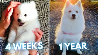 Japanese Spitz Tera - 4 Weeks to 1 Year - From Puppy to Adult Dog Transformation