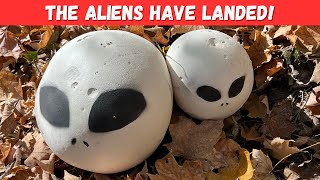 The Aliens have Landed! (Giant Puff Mushrooms)
