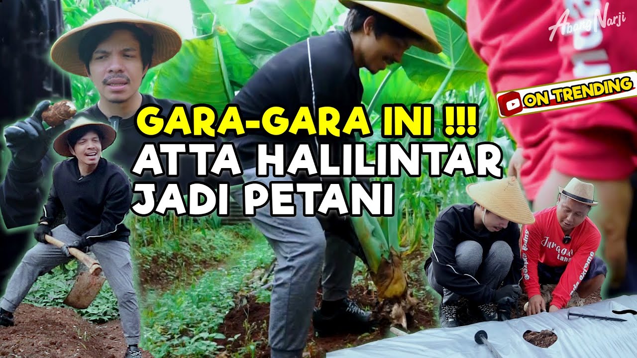 GARA-GARA TANAMAN INI !!! ATTA HALILINTAR JADI PETANI DI KEBON ABANG NARJI