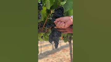 2022 Harvest at J. Lohr Vineyards & Wines
