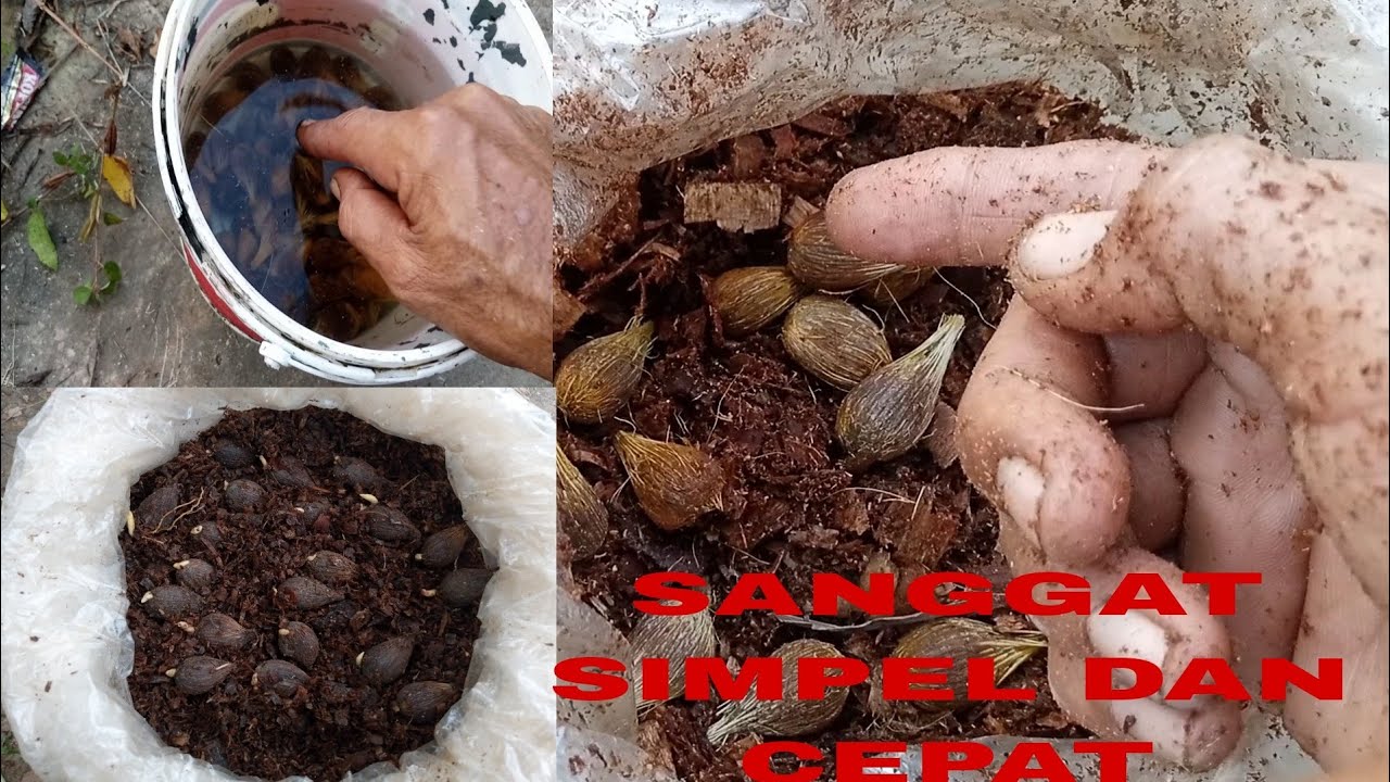 BIJIAN YANG SUDAH DI JEMUR DAN DI RENDAM MULAI MAMASUKI KEDALAM PENGATURAN PERSEMAIAN YG KE 6