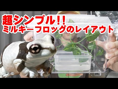 超シンプル『樹上性カエル』ケージレイアウト ミルキーフロッグの飼い