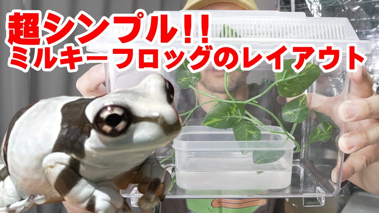 ミルキーフロッグ　飼育セット 超シンプル『樹上性カエル』ケージレイアウト ミルキーフロッグの飼い