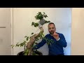 Make over - Ficus Ginseng 'The Tree'