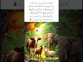 6 Surahs of the Quran Named After Animals🐄🐝🐘#quran #quranandscience #islamicshorts