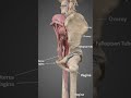 How Uterus Sits inside the Body 😲 #shorts #anatomy #uterus #3danimation #biology #science