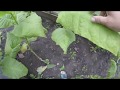 ломка листьев созревшего табака