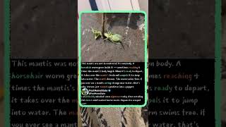 Real Life ZOMBIE Worm Controls Mantis! 🪱 #Nature #Scary #Wildlife