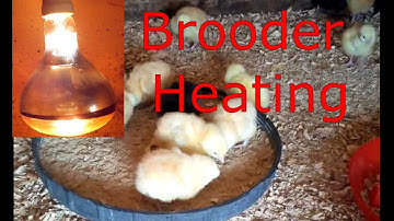 Chicks Brooder Heating Methods Infrared bulb Method