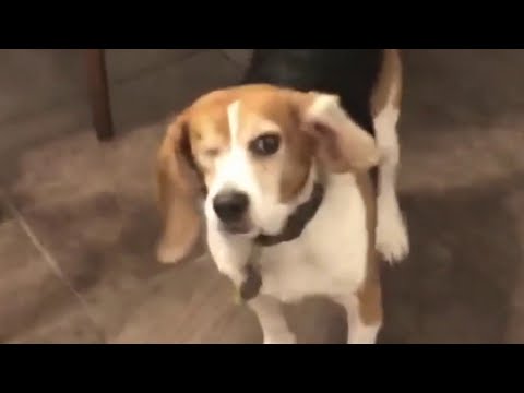 Wideo: Beagle Freedom Project stawia wyzwanie naukowcom w zakresie pionierskich zamienników testów na zwierzętach