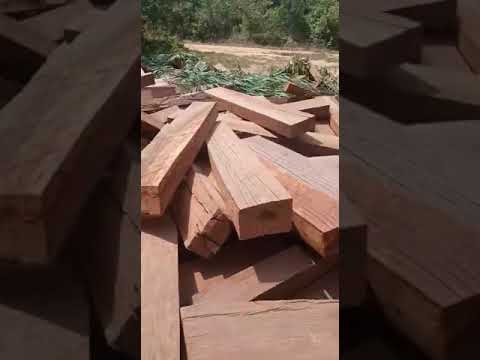 Leaked Video Exposes FDA Ranger's Illegal Logging Operations