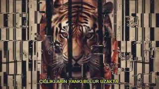 Muso344- Kafeste Kaplan