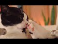  asmr cat grooming  75