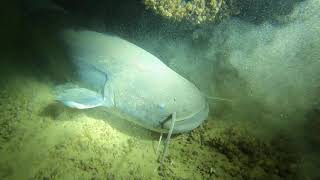 La Nuit Tous Les Poissons-Chats Sont Gris