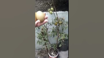 PANEN TOMAT & CABE DI RUMAH