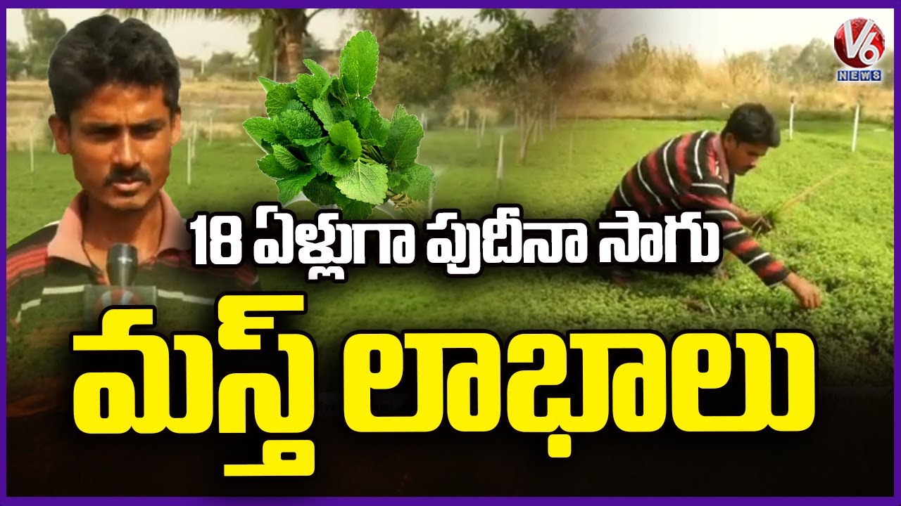 Pudina (Mint) Farming In Medak | Farmer Gets Huge Profits | V6 News