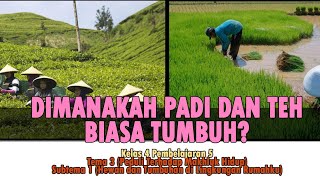 DIMANAKAH TANAMAN PADI DAN TEH BIASA TUMBUH? | VIDEO PEMBELAJARAN KELAS 4 TEMA 3 PEMBELAJARAN 5