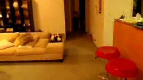 Watch the video about Heidi Tonkinese cat plays fetch