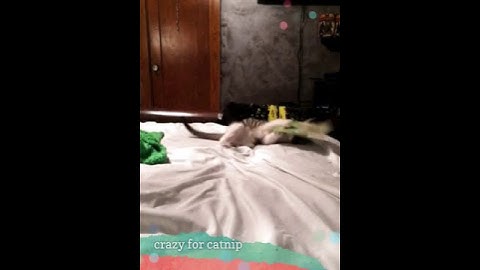 crazy for catnip  (Created with @Magisto)