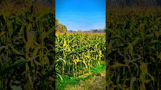 Sweet Corn 🌽 Farming 🧺 Farming Status 🧺 किसान को कितना मिलता है #shorts  #shortvideo