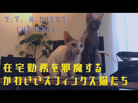 在宅勤務の邪魔をしてくるスフィンクス猫の激ゆる動画【Sphinx cats that interferes with working at home】