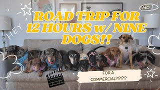 I DROVE 12 HOURS TO SHOOT A COMMERCIAL WITH MY 9 DOGS!!!!!!