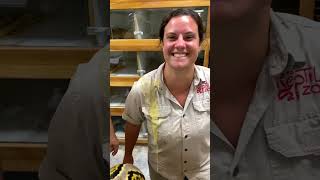 Snakes Can Be Cute Too - Funny Snake Video | Pets Town🐍