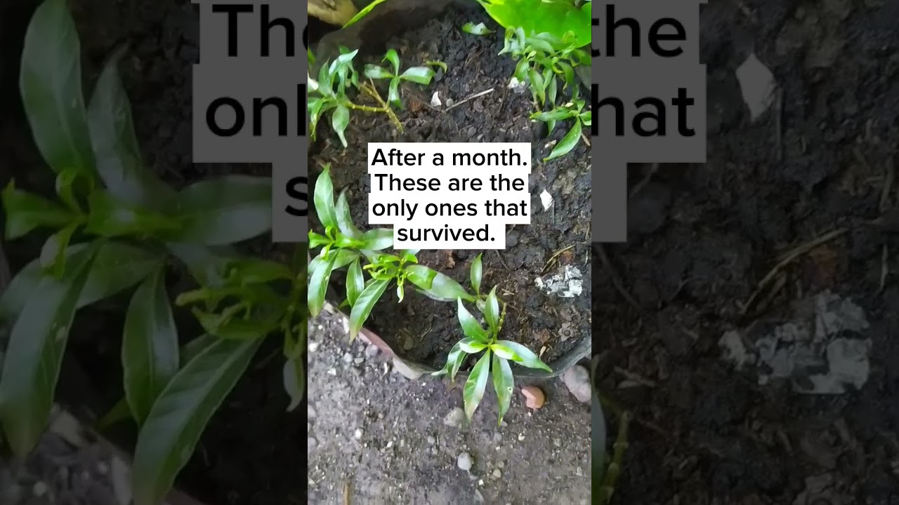 Propagating Pinwheel Plant // Pandakaki (Pandacaqui)