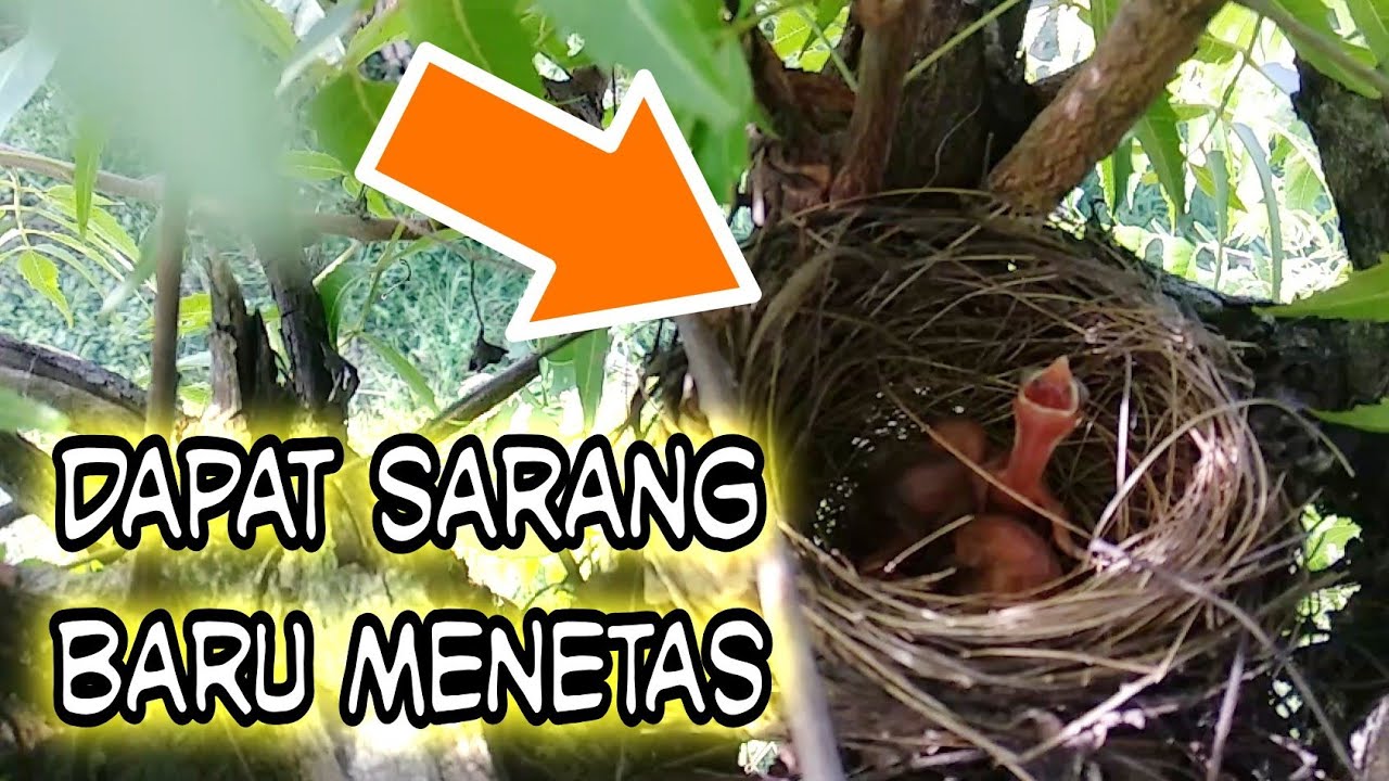 Nge-Bolang Lihat Sarang Burung yg Baru Menetas 